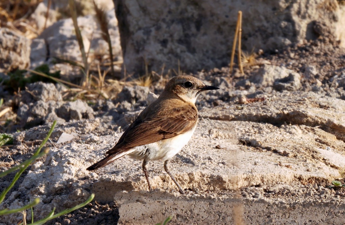 Western Black-eared Wheatear - ML638137729