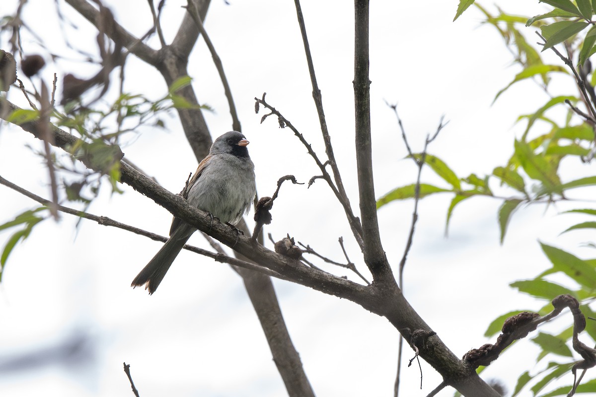 Black-chinned Sparrow - ML638137731