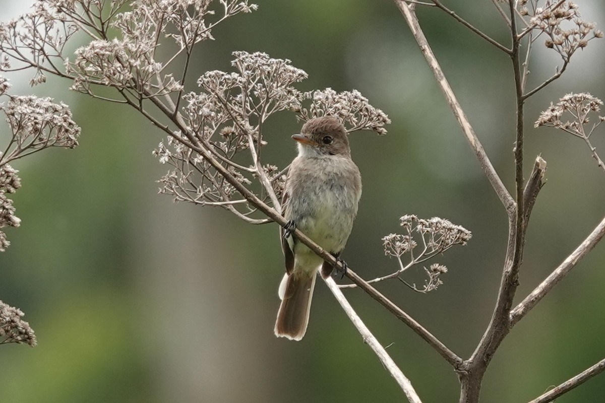 White-throated Flycatcher - ML638137744
