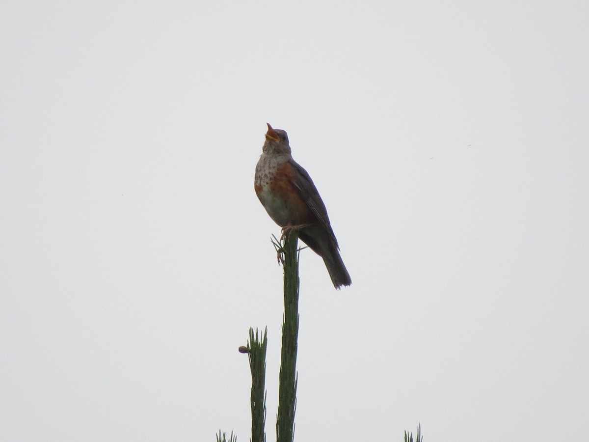 カラアカハラ - ML638137752