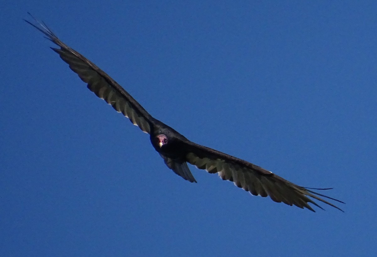 Aura Gallipavo - ML638137820