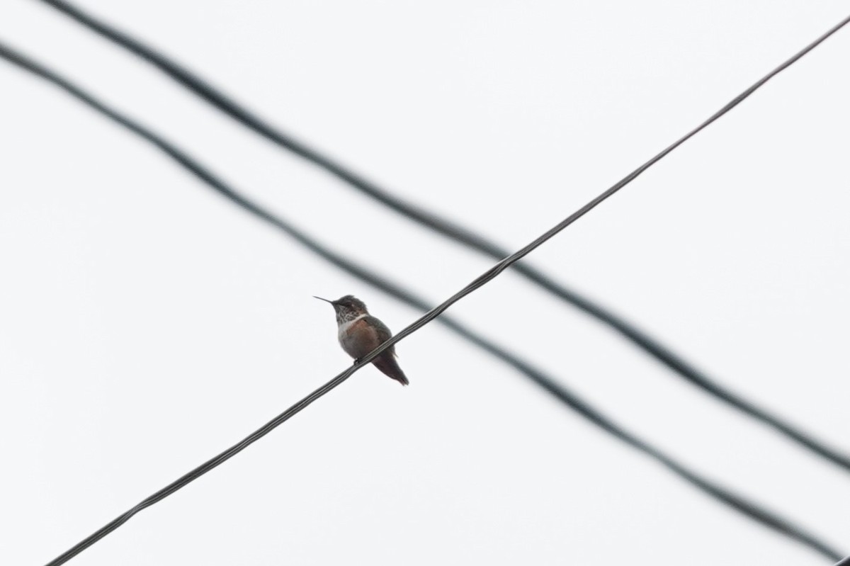 Scintillant Hummingbird - ML638137885