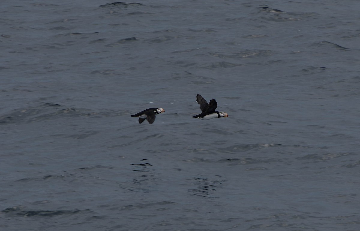 Horned Puffin - ML638137906
