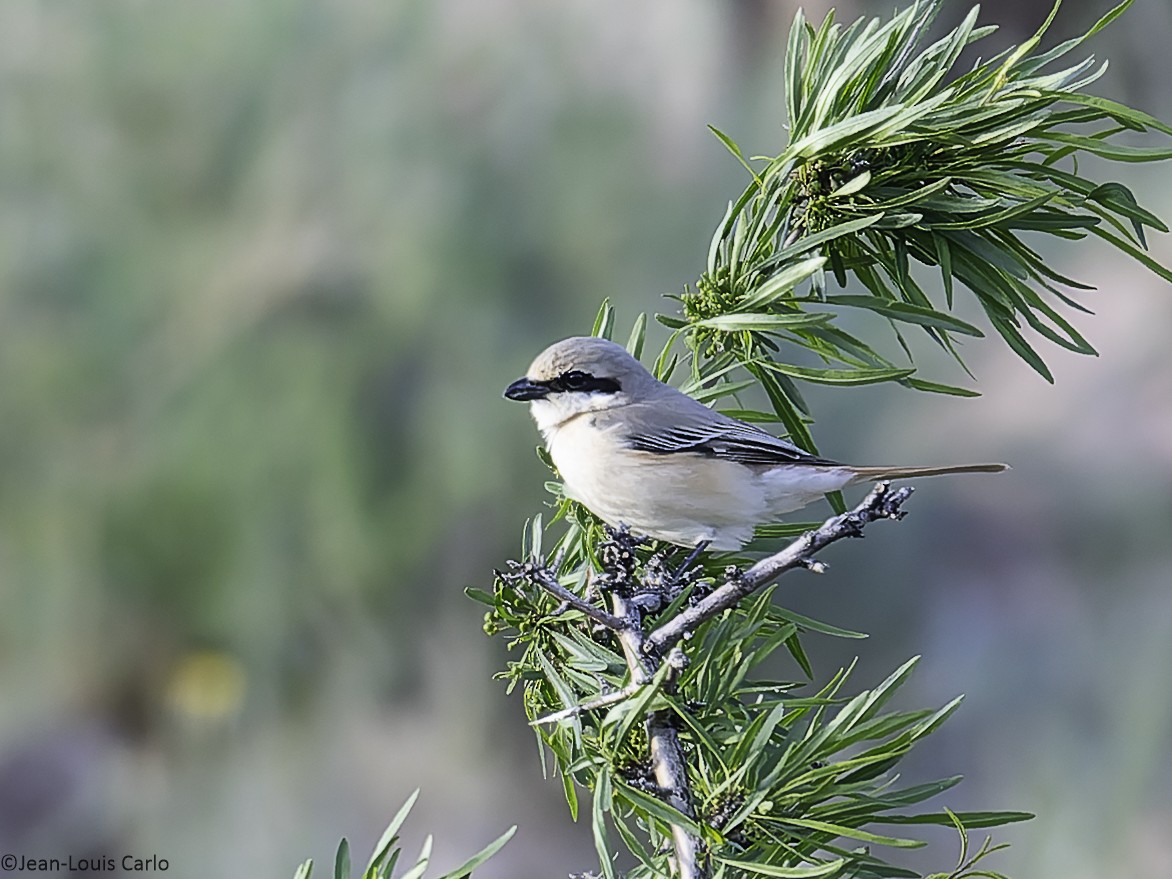 Isabelline Shrike - ML638137921