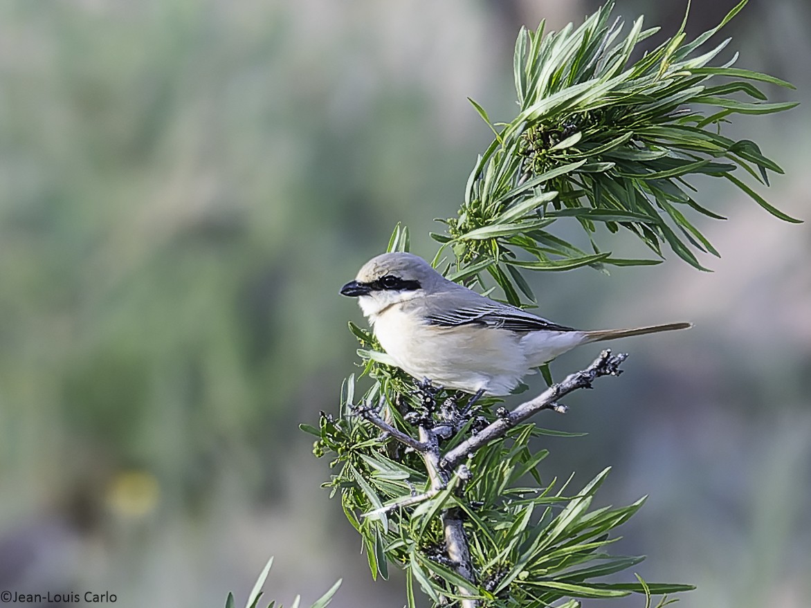 Isabelline Shrike - ML638137922