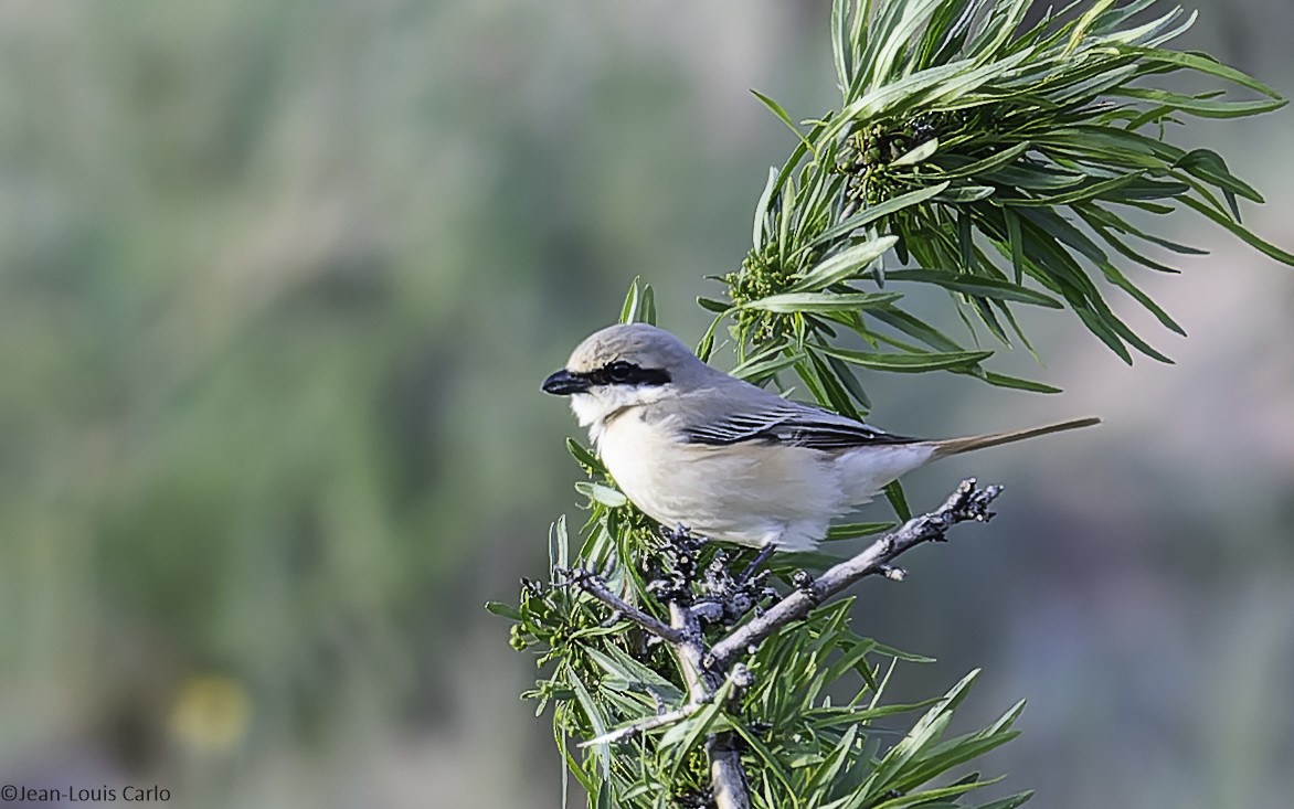 Isabelline Shrike - ML638137923
