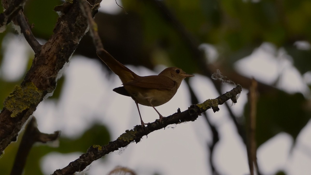 Common Nightingale - ML638137979