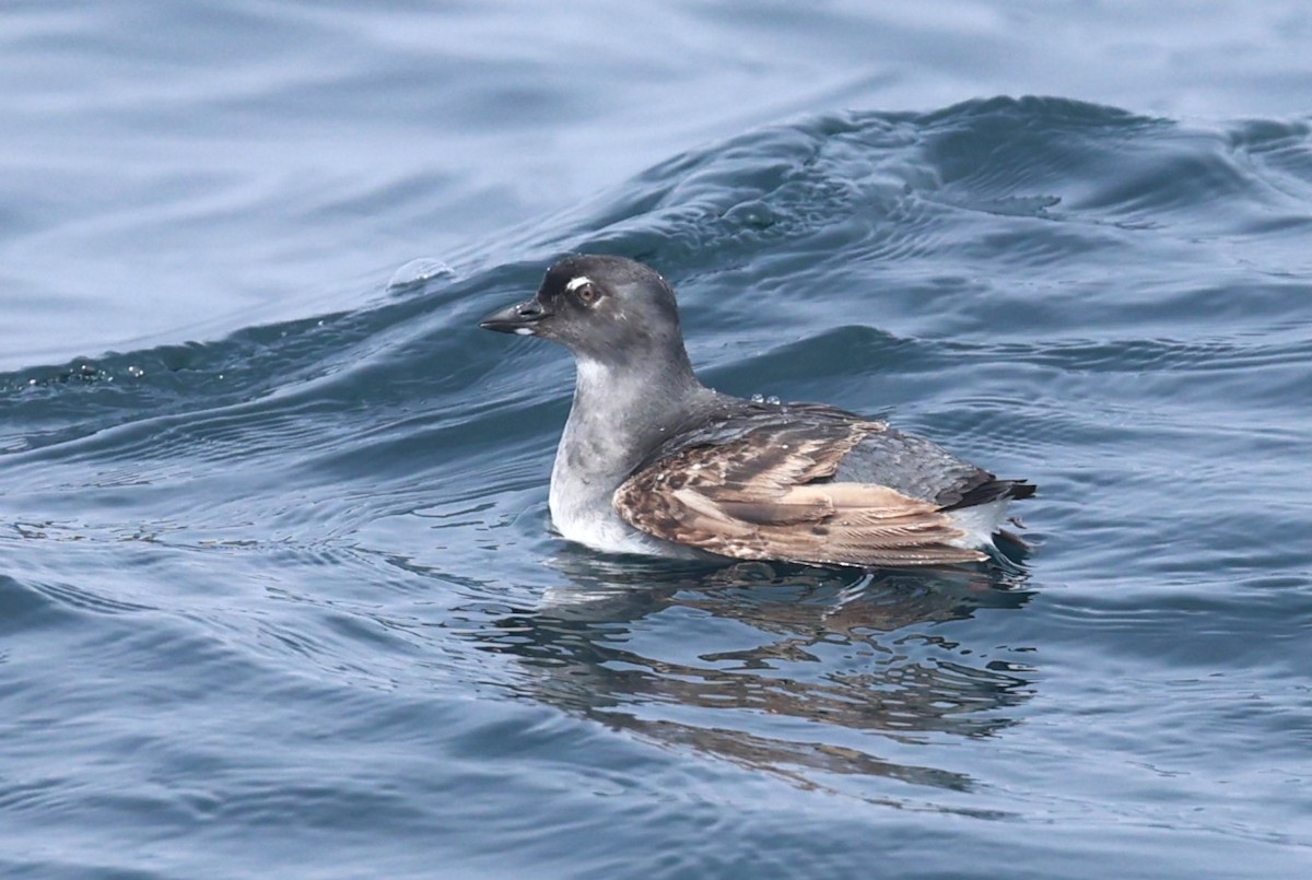 Cassin's Auklet - ML638138026