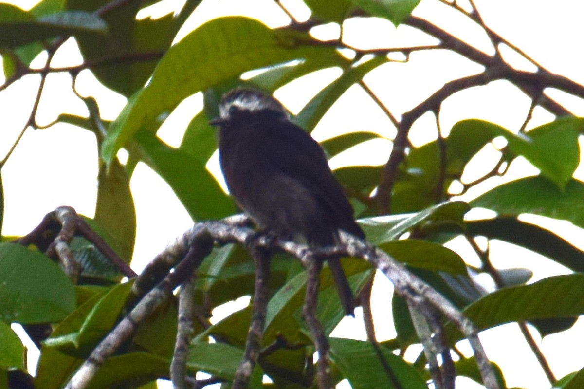 Long-tailed Tyrant - ML638138039