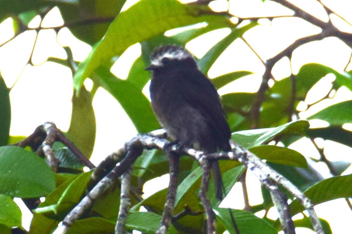 Long-tailed Tyrant - ML638138040