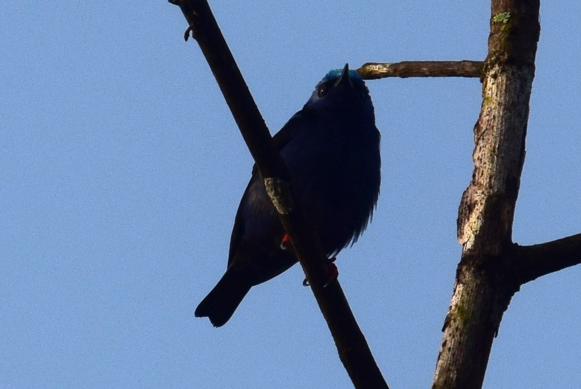 Red-legged Honeycreeper - ML638138050