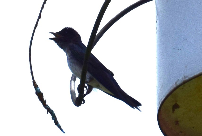 Gray-breasted Martin - ML638138064