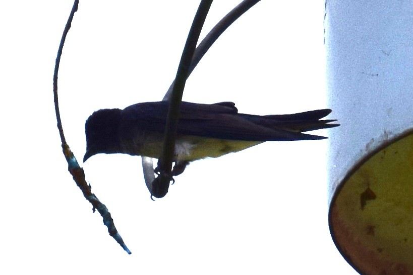 Gray-breasted Martin - ML638138065