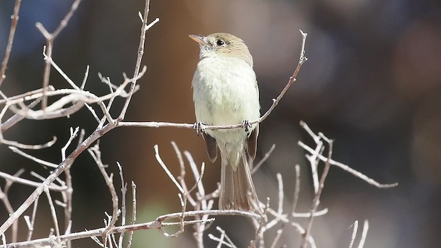 Western Flycatcher - ML638138080