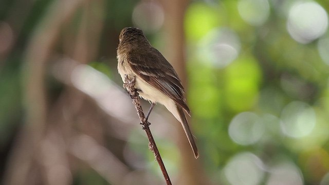 Western Flycatcher - ML638138082