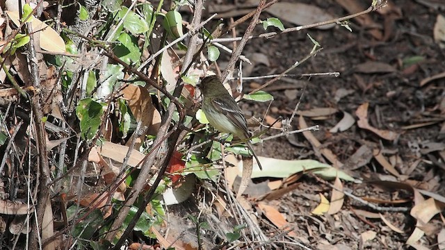 Western Flycatcher - ML638138083