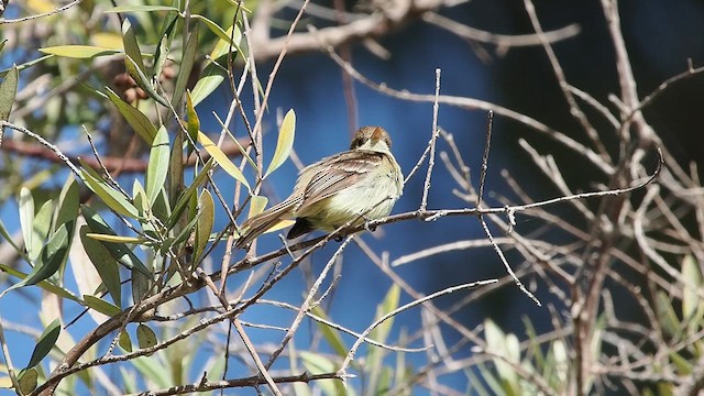 Western Flycatcher - ML638138086