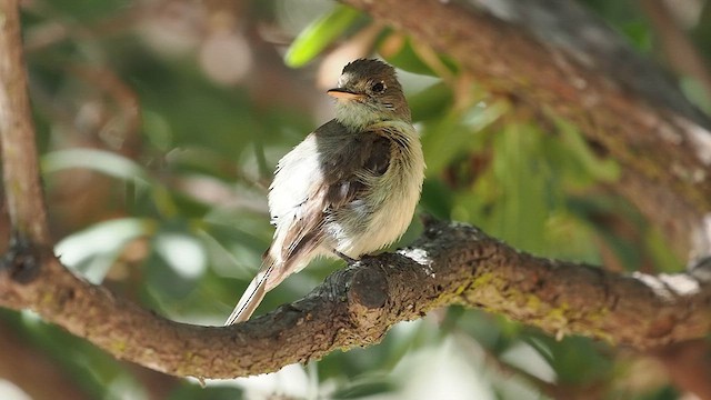 Western Flycatcher - ML638138088