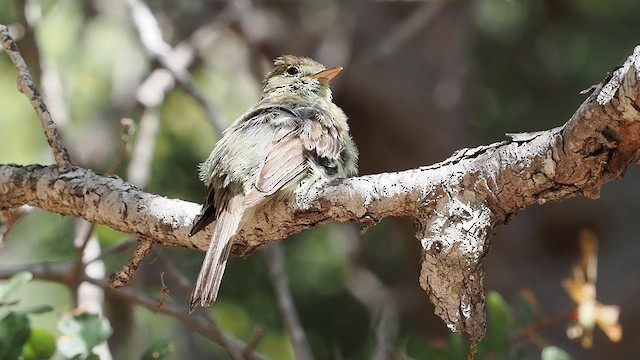 Western Flycatcher - ML638138089