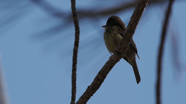 Western Flycatcher - ML638138090