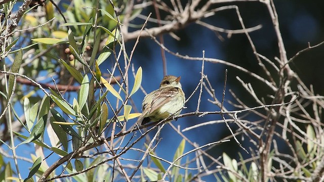 Western Flycatcher - ML638138091