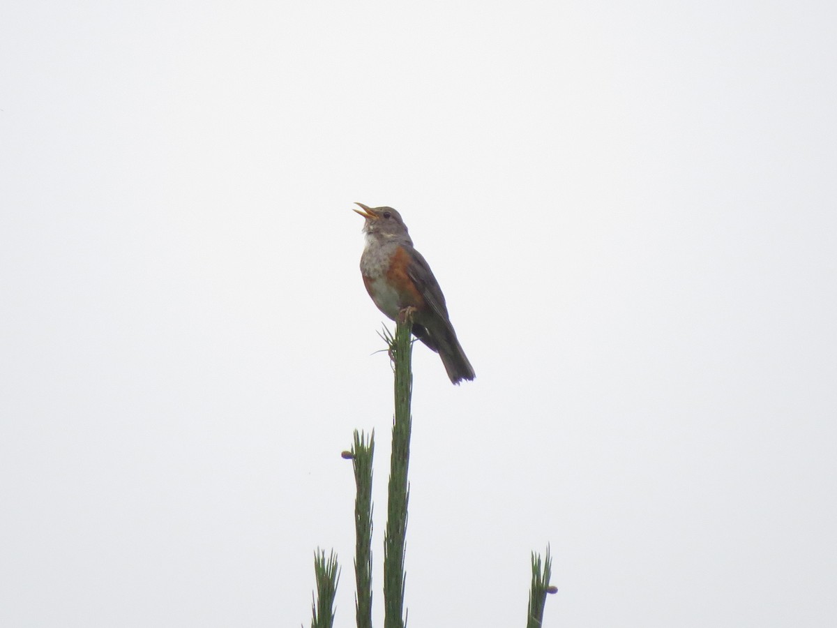 カラアカハラ - ML638138092
