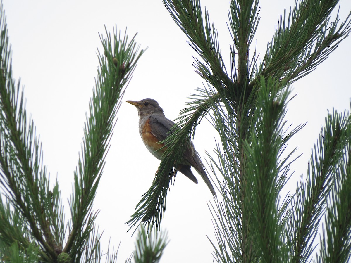 カラアカハラ - ML638138095