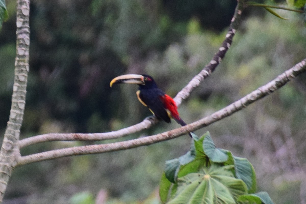 Collared Aracari - ML638138098