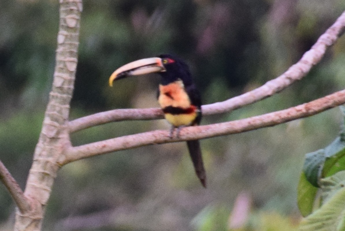 Collared Aracari - ML638138099