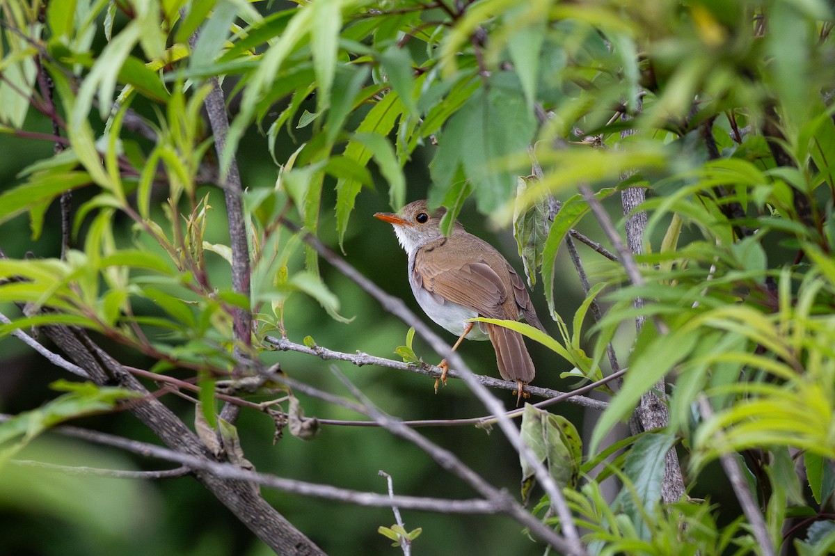 Orange-billed Nightingale-Thrush - ML638138102