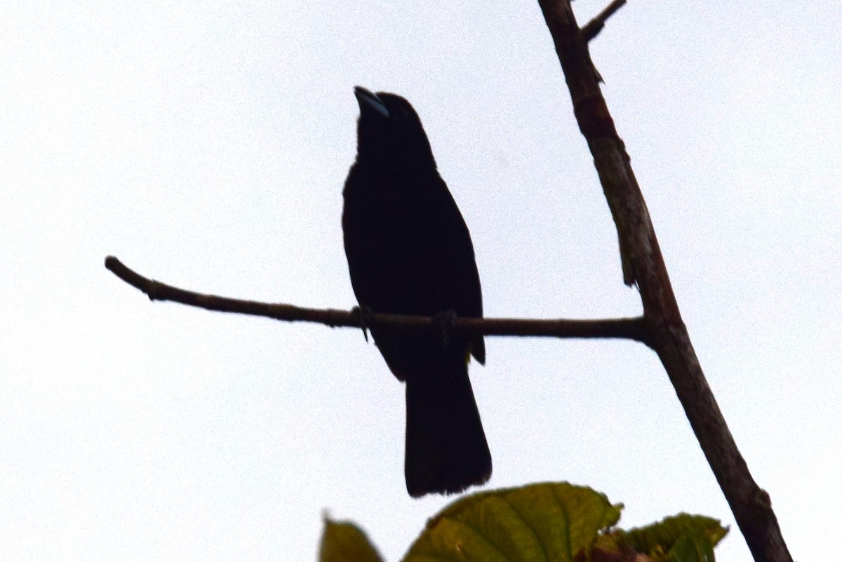 Flame-rumped Tanager - ML638138115