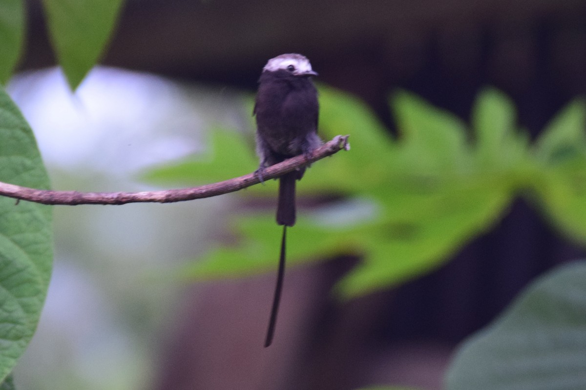 Long-tailed Tyrant - ML638138124