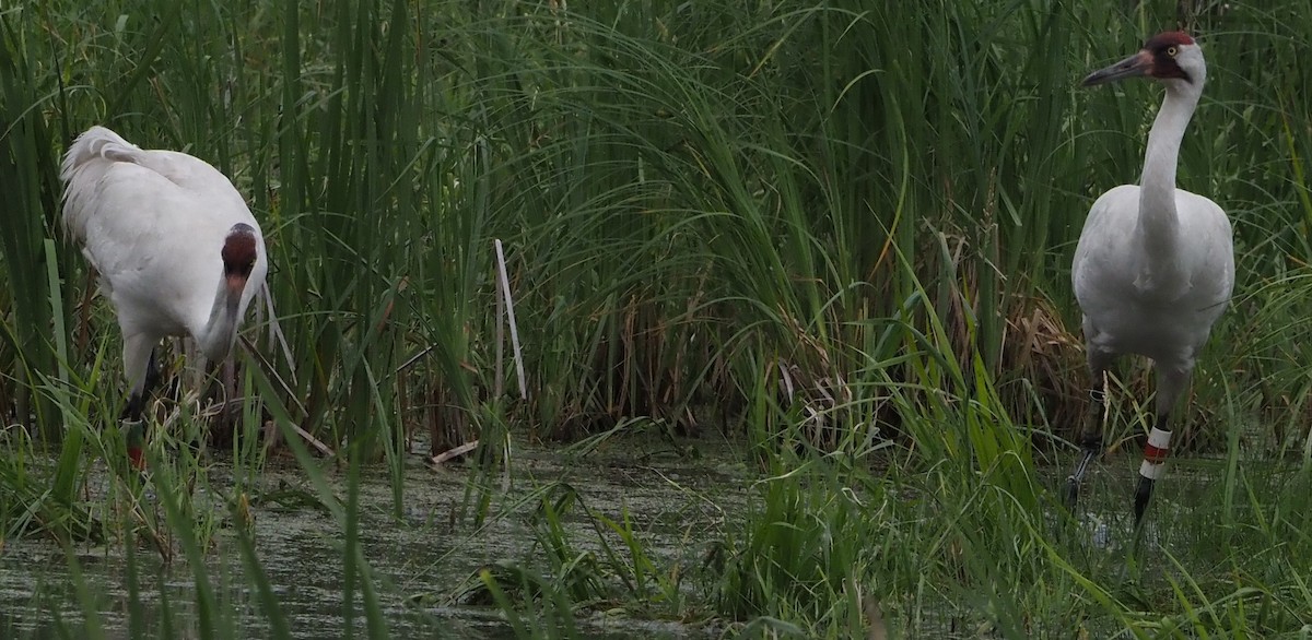 Whooping Crane - ML638138137