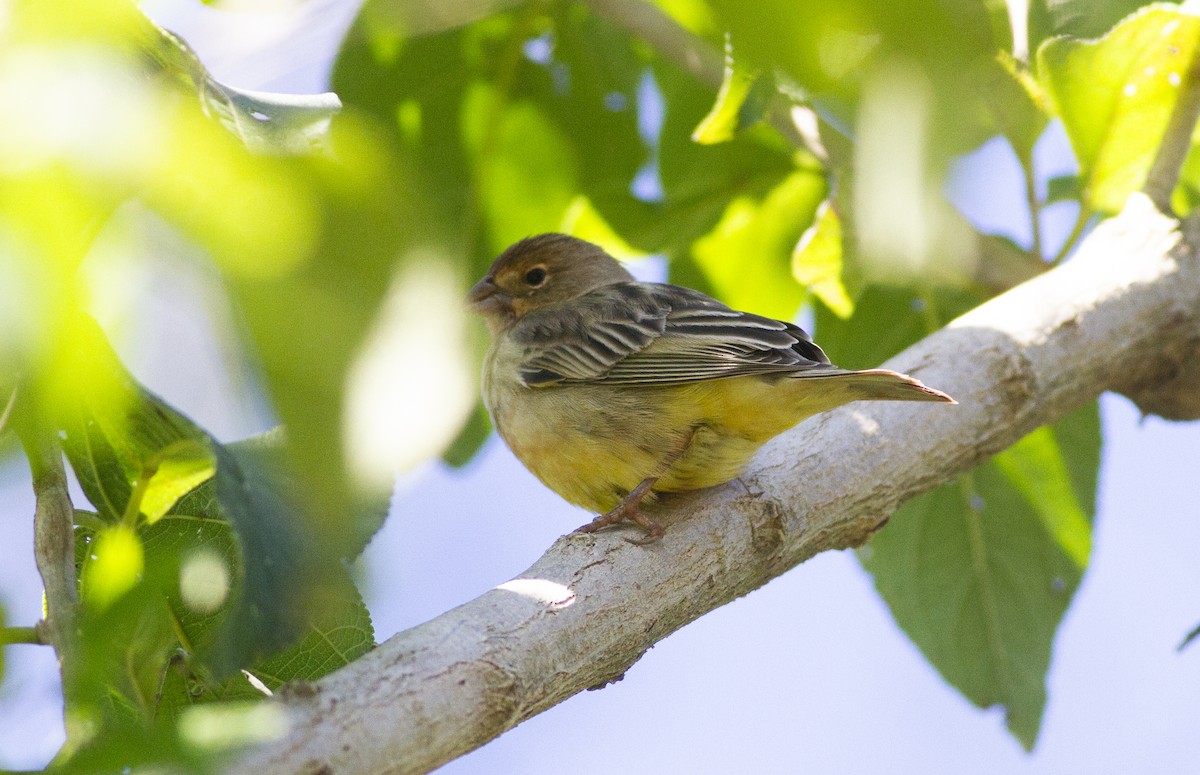Grassland Yellow-Finch - ML638138152