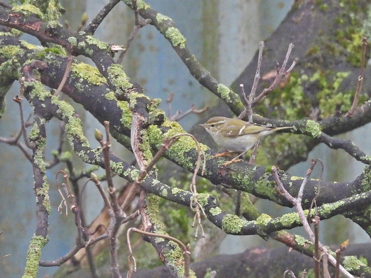 Yellow-browed Warbler - ML638138159