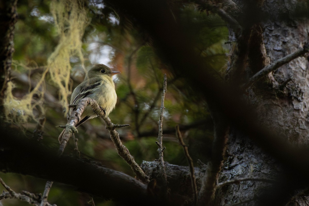 Yellow-bellied Flycatcher - ML638138162