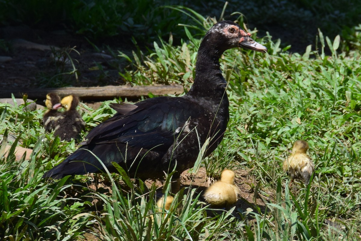 Muscovy Duck - ML638138166
