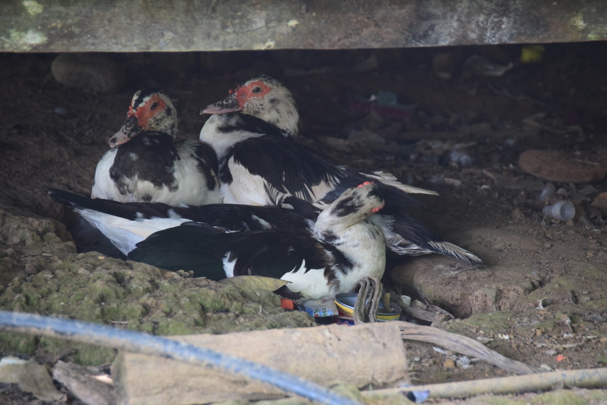 Muscovy Duck - ML638138167