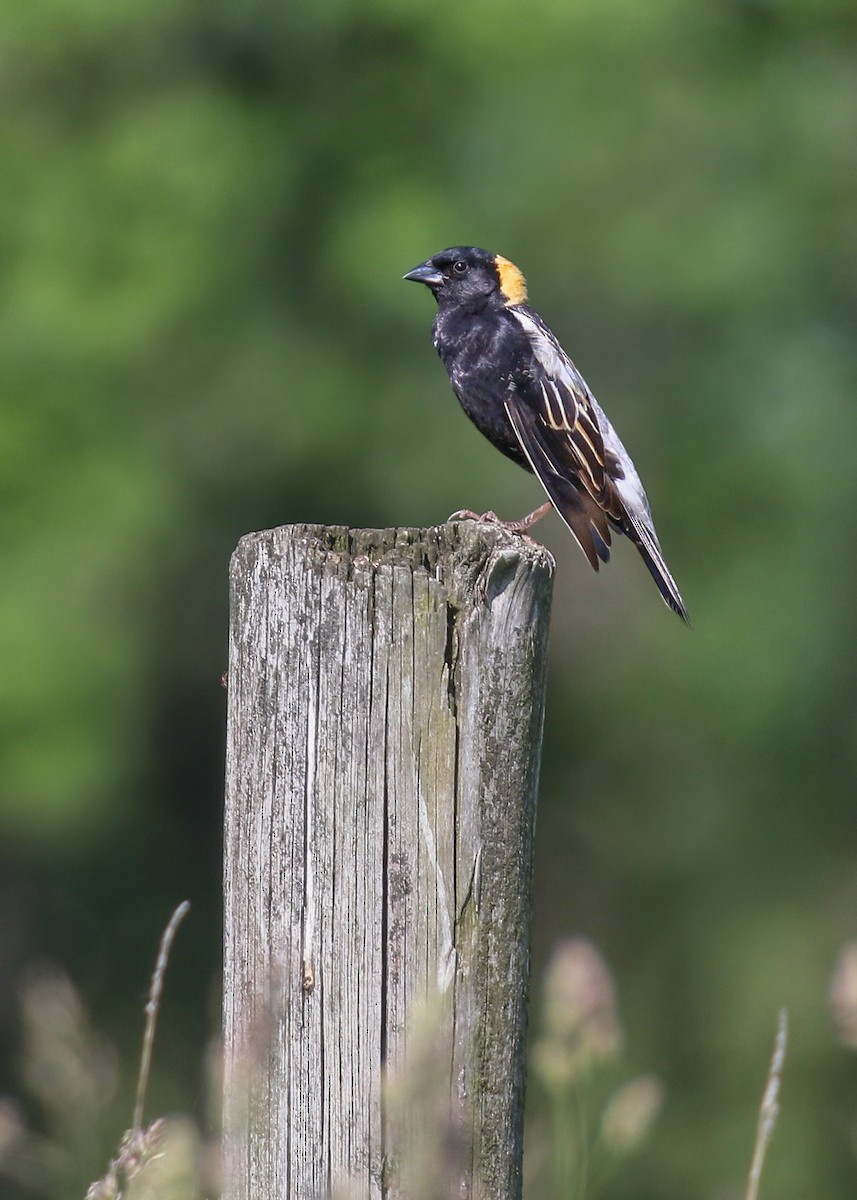 Bobolink - ML638138208