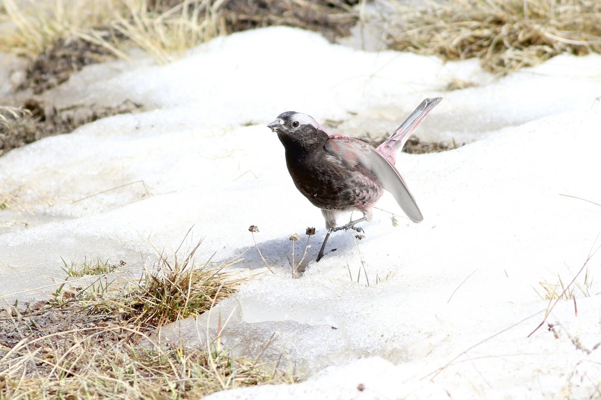 Black Rosy-Finch - ML638138222