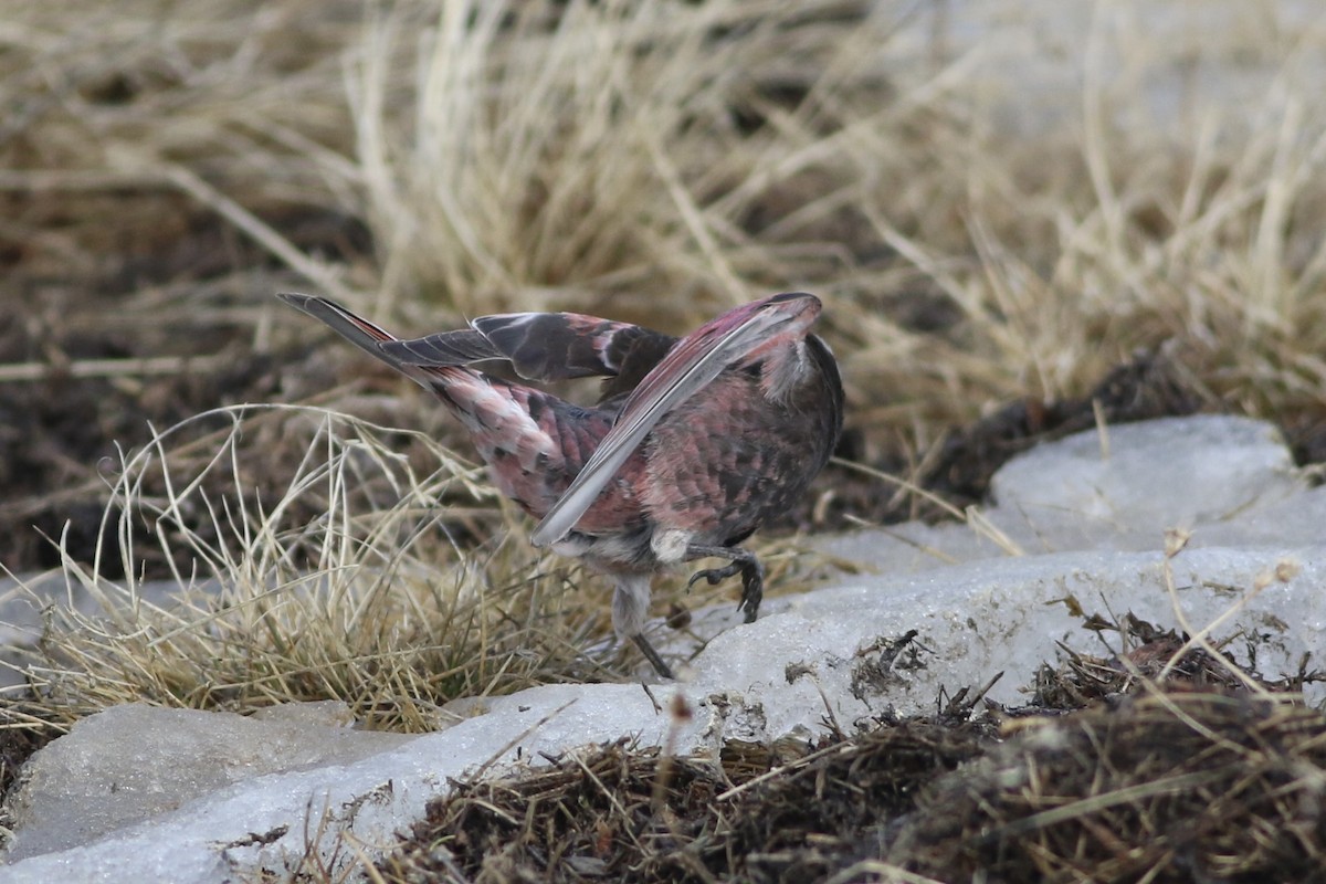 Black Rosy-Finch - ML638138228