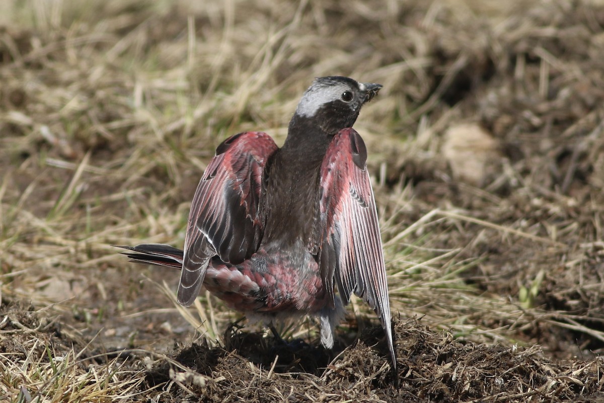 Black Rosy-Finch - ML638138238