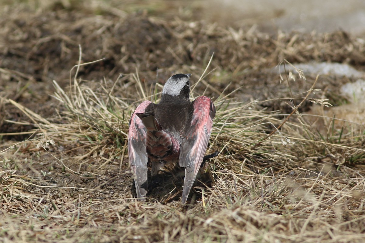 Black Rosy-Finch - ML638138242