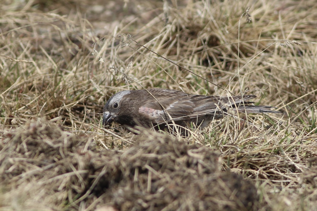 Black Rosy-Finch - ML638138251