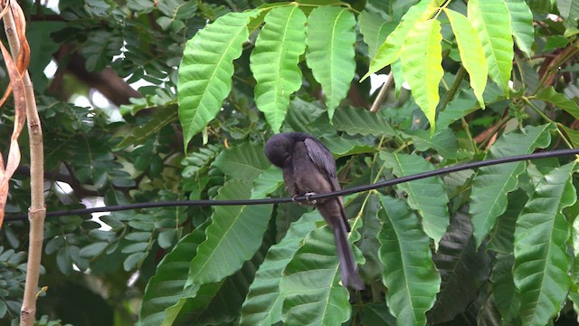 Black Drongo - ML638138264