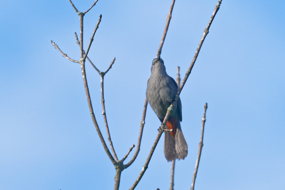 Gri Kedikuşu - ML638138322