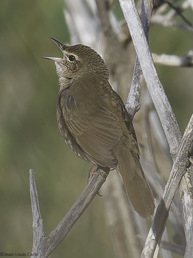 Pallas's Grasshopper Warbler - ML638138324