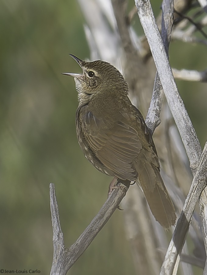 Pallas's Grasshopper Warbler - ML638138325