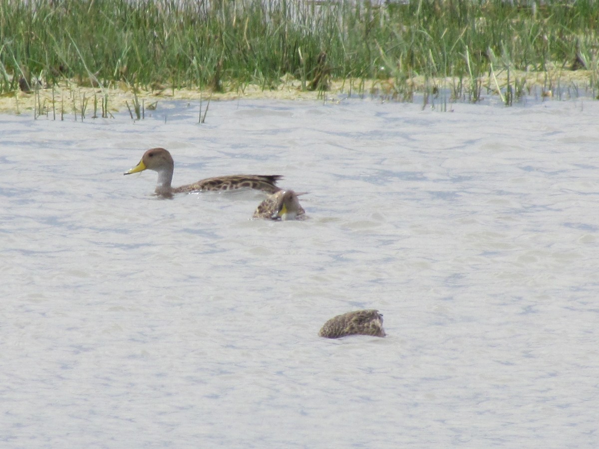 Yellow-billed Pintail - ML638138331