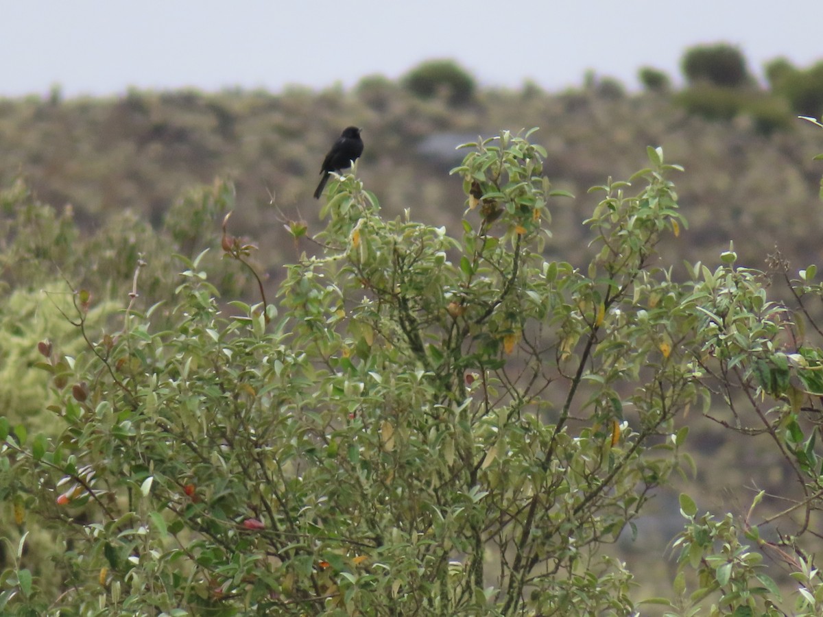 Black Flowerpiercer - ML638138333